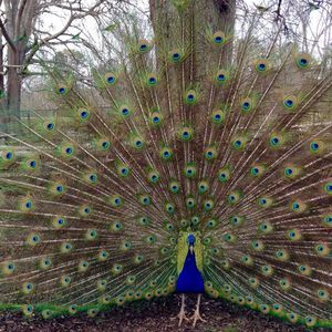 Meet your Posher, Roberto